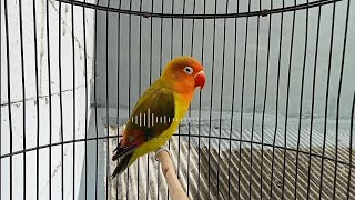 Pancingan suara Lovebird paud fighter ngekek panjang dipagi hari pasti respon ngekek