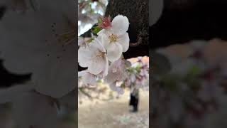 AMAZING Sakura in Tokyo Japan!