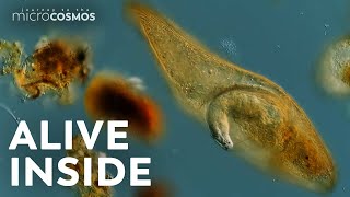 Can This Baby Rotifer Escape Before It’s Eaten Alive?