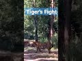 #tigersfight #forest #wildlife #wildcats #shorts #shortsvideo