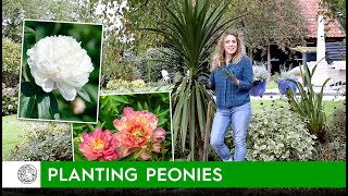 How to plant Peonies (bare roots) - FarmerGracy.co.uk