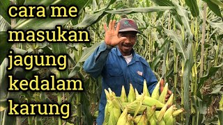 prosesi memasukan jagung kedalam karung dan menjahit