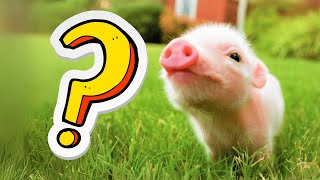 ¿Porqué son GENIALES los CERDITOS? | Cosas inusuales sobre los cerdos 🐷😱 #cerditos #animales #datos by  Monichita 780 views 3 months ago 1 minute, 53 seconds