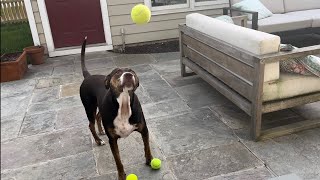 Auggie Playing With All Of His Tennis Balls In The Backyard!