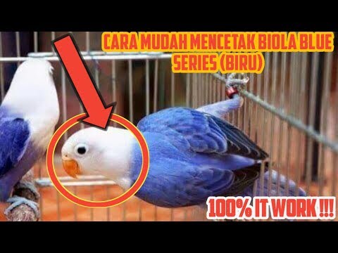 Cara Mencetak Lovebird Biola Biru Yang Harga Terkini 25jutaan