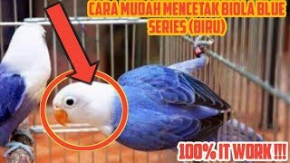 Cara Mudah Mencetak Lovebird Biola Blue Series Biru
