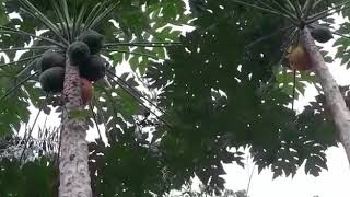 Vou Comer Ate Morrer Par Nos Peitos, Ouro Preto Do Oeste, Rondônia, Brasil