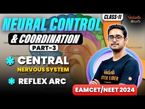 Neural Control and Coordination Class 11 | Central Nervous System & Reflex Arc EAMCET/NEET 2024/2025