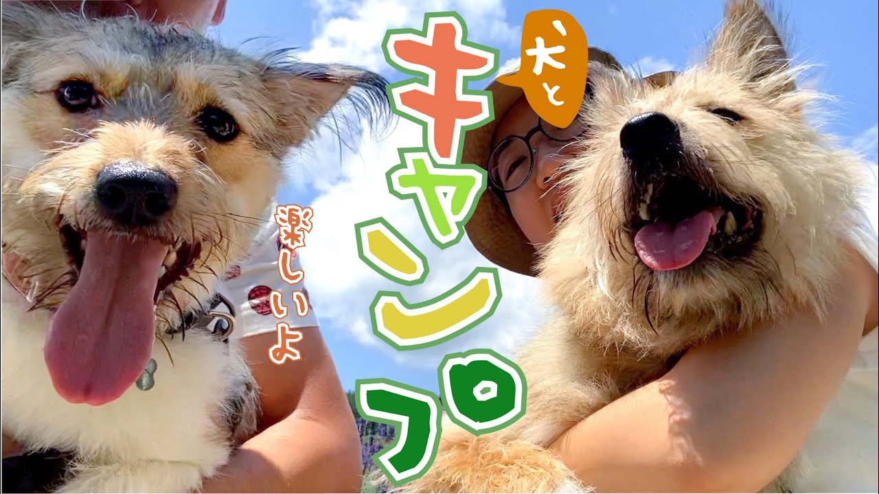 子犬初めてのキャンプ！専用ドッグラン付きで北海道の夏を楽しみます YouTube