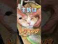 4歳のスコティッシュフォールドがトリミングをしに動物病院にやってきた！