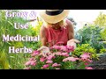 Grow medicinal herbs for the garden  homestead