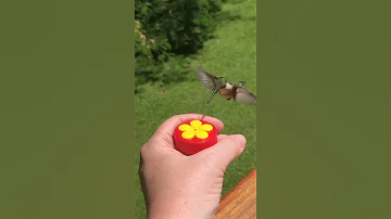 ¿Qué les gusta beber a los colibríes?