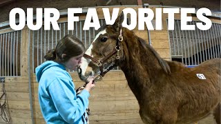 Will We Find Her? Searching For Our New Horse At The NATIONAL CLYDESDALE SALE!- Auction Preview