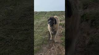 THE LEONBERGER LOVES TO TALK #dog #leonberger #funny #howling