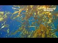 Don’t fight the searen call of the Kelp Forest Cam | Monterey Bay Aquarium Live Cam