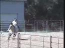 NVS MIDAS & LISA HORNING - BRIDLELESS DEMO