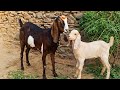 ​#GoatsOfInstagram​#AnimalLovers​#CuteAnimals​#FarmLife​#HoustonAndHisFriend​#WildlifeStories​#Trend