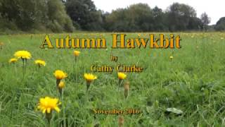 Autumn Hawkbit Nov16