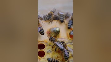🍯Fix Laying Workers in a Beehive #workerbee