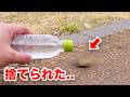 干からびた生き物に水をかけると...