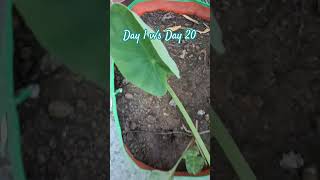 arbi growth Day 20 comparison #garden #gardening #nature #flowers