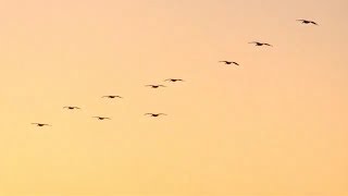 flying birds sunset toward