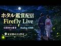 【6月1日(月)】ホタル観賞ライブ Firefly Night Live｜今夜だけの蛍の光