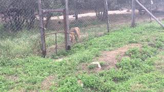 Angry Lion attacks Man, saved by fence. Gary J Hannan.