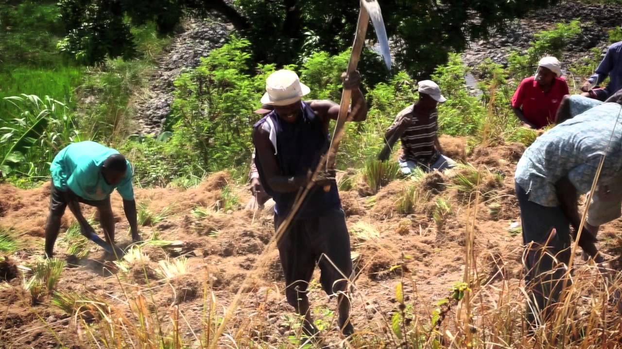 Vetiver Discovering the roots of masculinity in Haiti Givaudan YouTube