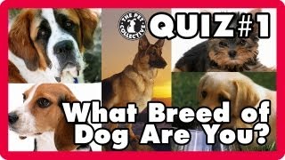 which dog am i quiz
