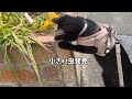皆のお散歩デビュー