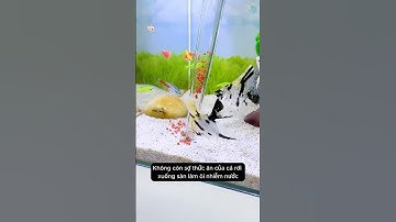 Dụng cụ hút cặn cầm tay cho bể cá tuy nhỏ đơn giản nhưng cực hữu ích #aquarium #youtubeshorts