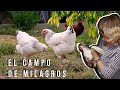 El Campo de la Tía Milagros-  Consejos y Cuidados para las gallinas, el huerto y los árboles.