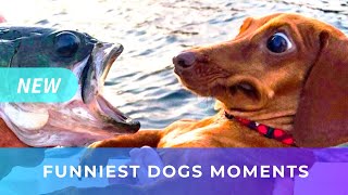 New 2020! 🤣 Funniest 😻 Cats and 🐶 Dogs Try Not To Laugh Funniest Animals Vine |