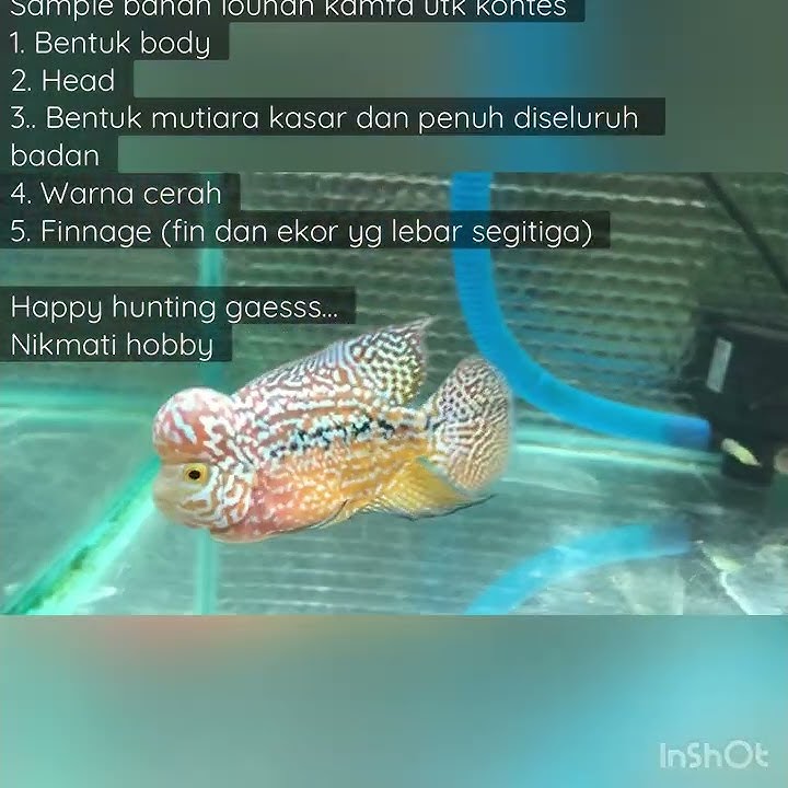 Kriteria bahan louhan kamfa untuk kontes