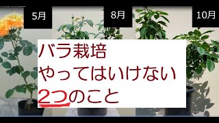 バラ栽培　やってはいけない2つのこと