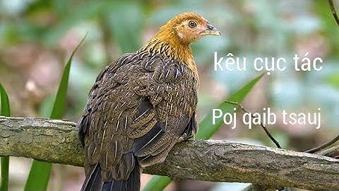 tiếng gà mái rừng kêu cục tác gọi trống 🔥🔥🔥🔥 Suab poj qaib qus tsauj zoo tiag2 li