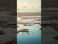The Hidden Chorus of the Amazon River Basin