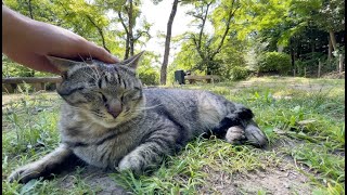 鳥の鳴き声と共に。神社での猫との時間。