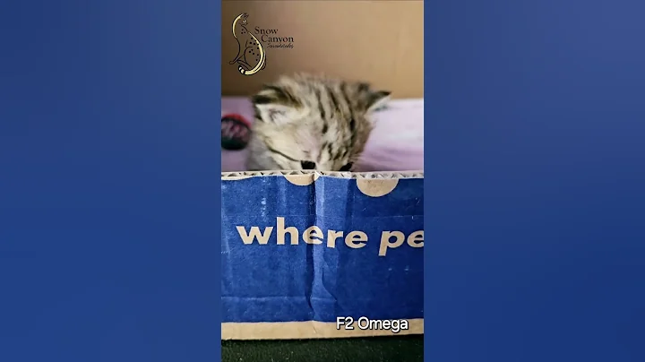 Video 7277201: f2 savannah kitten, f1