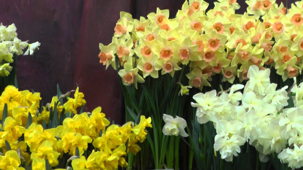 Narcissus "Tom Pouce" - DutchGrown.com