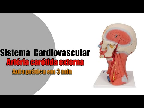 Vídeo: Ramos, Anatomia E Função Da Artéria Carótida Externa - Mapas Do Corpo