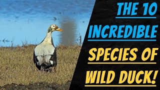 The 10 unbelievable species of wild duck!