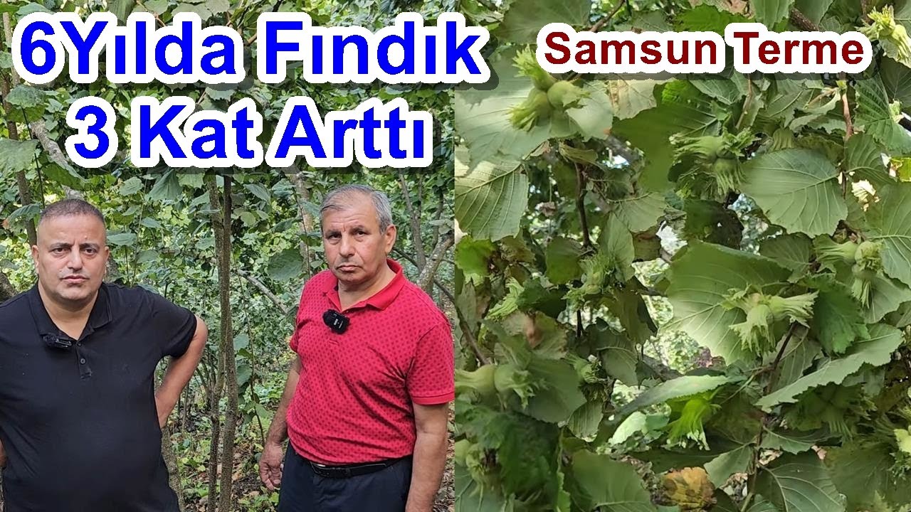 Samsun Terme - Doğru Fındık Gübreleme ile 6 Yılda Verimini 3 katına  Çıkardı