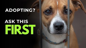 Questions to Ask BEFORE Adopting a Dog (Don’t Skip These!)