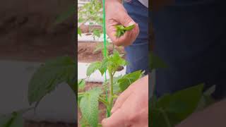 ПАСЫНКОВАНИЕ ТОМАТА 🍅🌱#сад #дача #огород #семена #томаты #аэлита #агрофирма