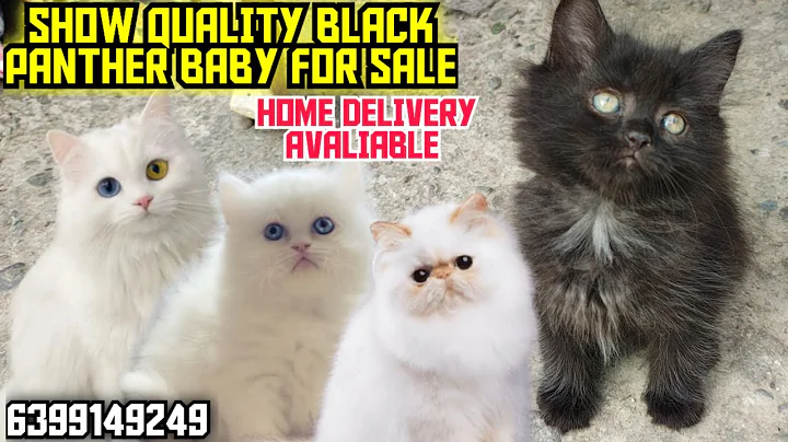 Video 11385141: pure persian cat, persian cat baby, persian kitten, doll face male kitten, cute doll face kitten