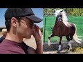 HORSE SHOPPING FOR A BEAUTIFUL STALLION