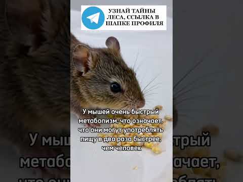 У мышей быстрый метаболизм #мышь #мыши #мышки #животные #природа #лес