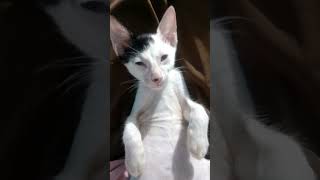like subscribe